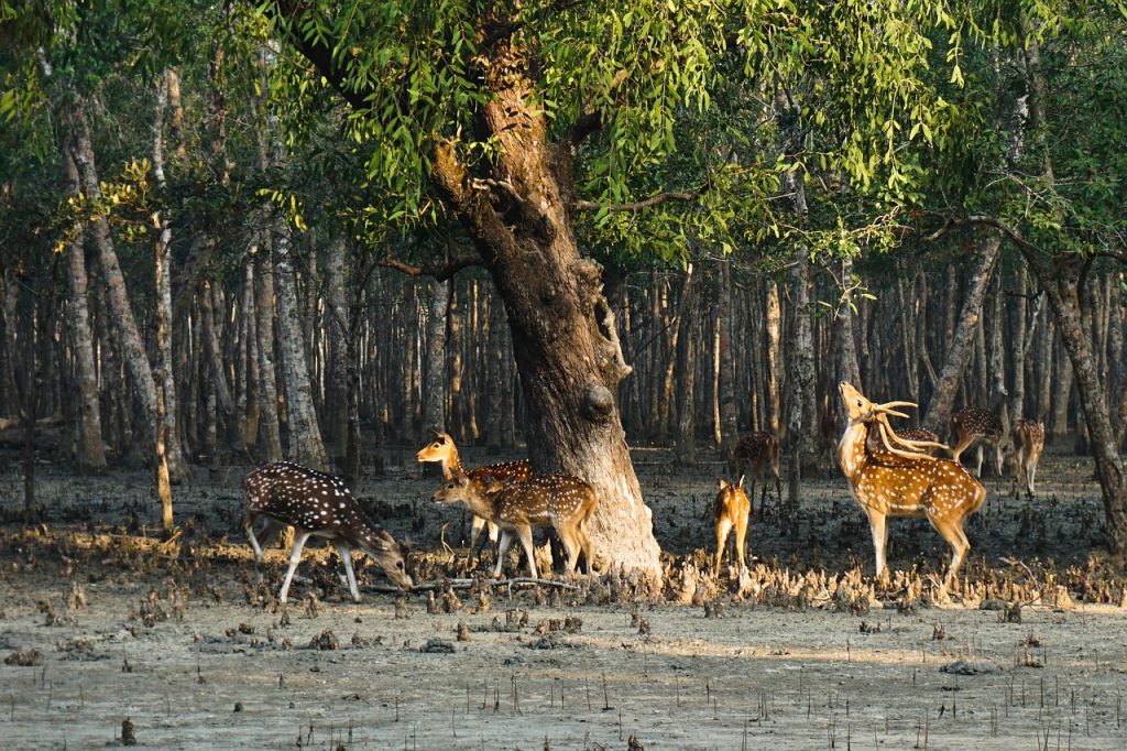 Travel In Bangladesh, Sundarbans